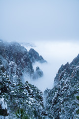 pine tree covered by snow on the mountain