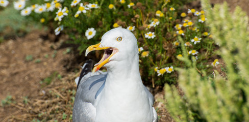 Oiseau baies des 7 îles Perros Guirec Côtes d'Armor Bretagne France