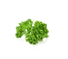 Fototapeta premium parsley isolated on white background