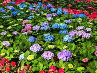 Beautiful garden of colorful Hydrangea flowers