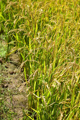 頭が重たそうな稲穂