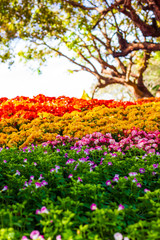 Beautiful garden of colorful flowers