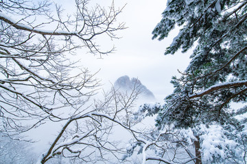 Fototapeta na wymiar pine tree covered by snow on the mountain