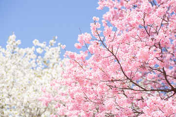 青空と2色の桜の木