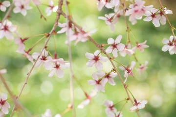 桜の花