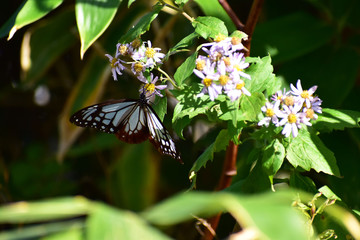 蜜を吸う秋のアサギマダラ