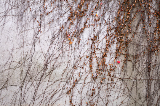Vines on the wall
