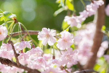 輝く桜の花