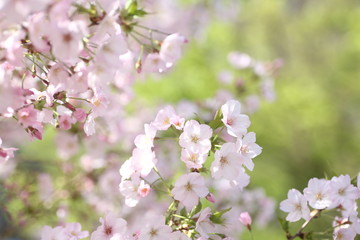 Obraz premium 淡いピンクの桜