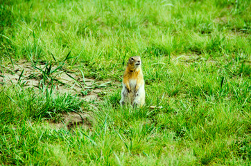Gopher sits on green grass