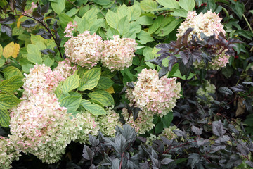 Blooming bush of hydrangea 