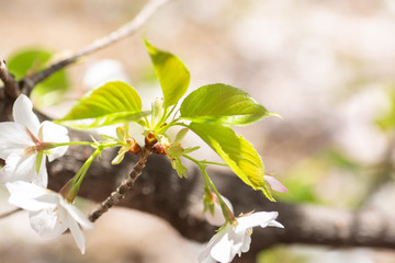 木漏れ日に輝く桜の若葉