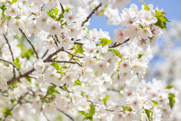 青い空に映える白い桜