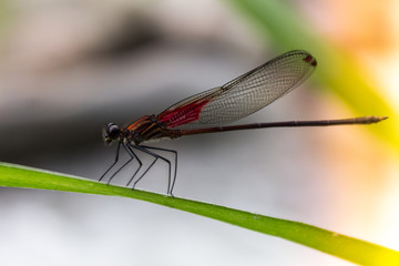 dragonfly on leaf