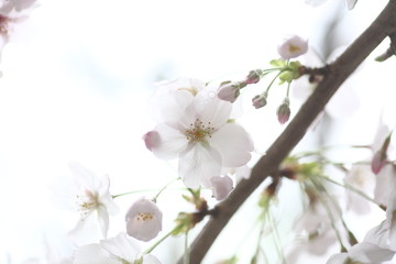 Naklejka na ściany i meble 咲き始めの桜