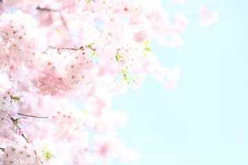 Tuinposter Roze kersenbloesems tegen de blauwe lucht © 利亮 野江