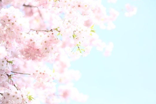青い空に映えるピンクの桜