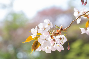 桜の花
