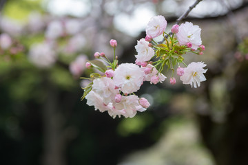 桜のつぼみと花