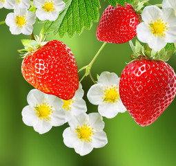 sweet garden best strawberry