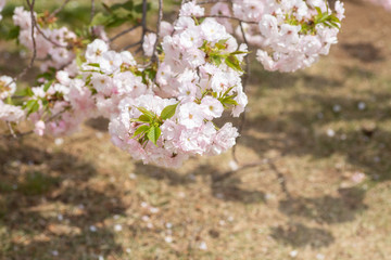 春　日本の桜
