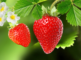 best tasty strawberry