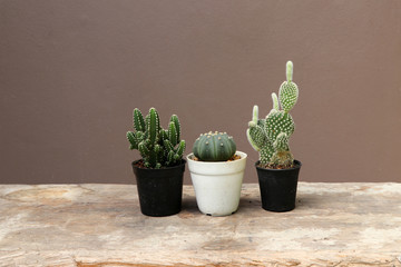 Three mini cactus in the black small pot on the wooden floor and brown background. It is a succulent plant with a thick, fleshy stem that typically bears spines, lacks leaves.
