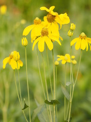 yellow flower beautiful blakground nature