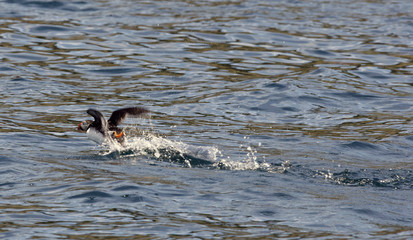 Fototapeta premium Atlantic Puffins Taking off