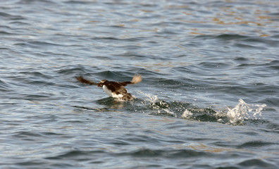 Atlantic Puffins Taking off