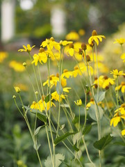Fototapeta premium yellow flower beautiful blakground nature