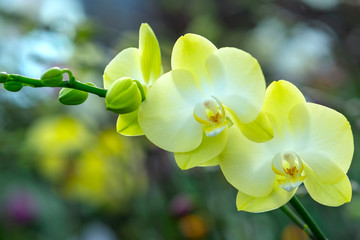 Obraz premium Phalaenopsis orchids flowers bloom in spring adorn the beauty of nature. 