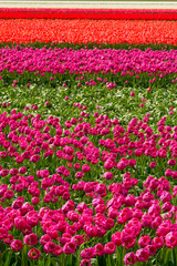 The tulip fields on a beautiful sunny Spring afternoon. Holland/ Netherlands