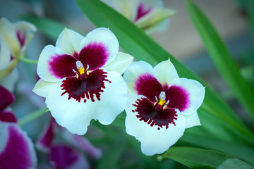 Phalaenopsis orchids flowers bloom in spring adorn the beauty of nature. 