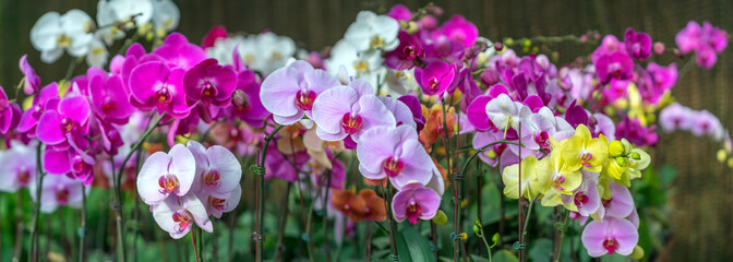 Phalaenopsis orchids flowers bloom in spring adorn the beauty of nature. 