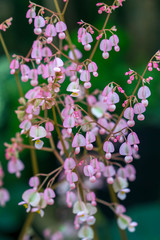 Phalaenopsis orchids flowers bloom in spring adorn the beauty of nature. 