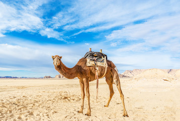 Afbeelding van kameel in woestijn Wadi Rum, Jordanië.
