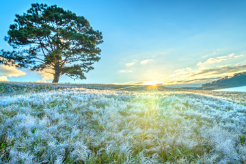 Magical snow grass and pine tree dawn when the sun shines mysterious rays into the grass covered...