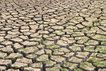 Dry cracked earth with green plants