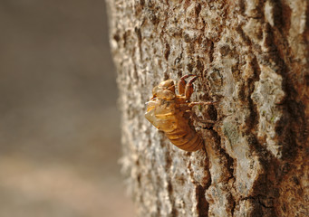 A cicada insect shell on tree  bark in wildlife