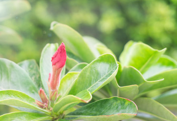 Pink adenium flower bud on tree,isolated blur background,close up,macro