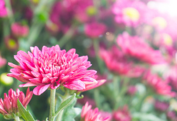 Beautyful deep pink mums flowers is blooming in pot at flower market,flare and blur background,chrysanthemum