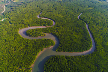 Green deep mangrove forest sea bay morning sunrise eco nature system