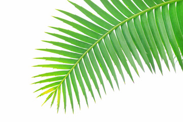 Fototapeta premium Green leaves of gum palm or giant dioon (Dioon spinulosum Dyer) the tropical cycad palm plant on white sky using for background or wallpaper.