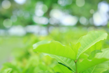 Fresh green tree leaf on blurred background in the summer garden. Close-up nature leaves in field...