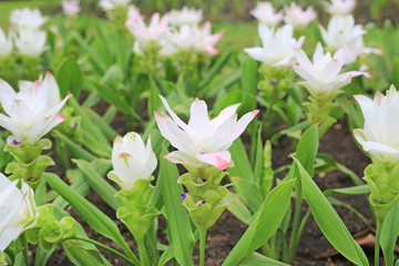 Fototapeta premium Closed up of blooming white Krachai flower (Siam tulip) in the summer garden
