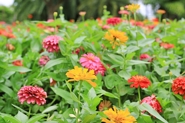 Colorful of zinnia flower in the garden.