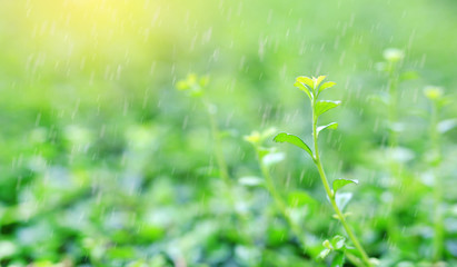 Fresh young green tree top leaf on blurred background in the summer garden with raining and rays of sunlight.