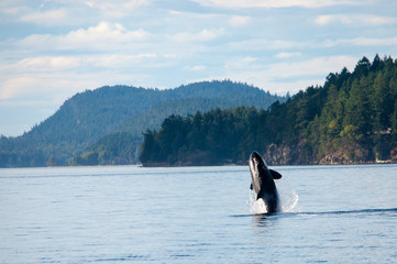 The King of the Salish Sea © AleCam