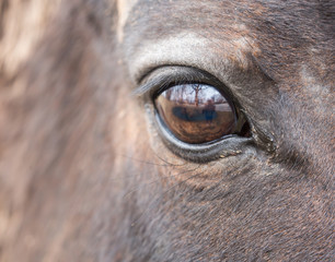 Big brown horse eye